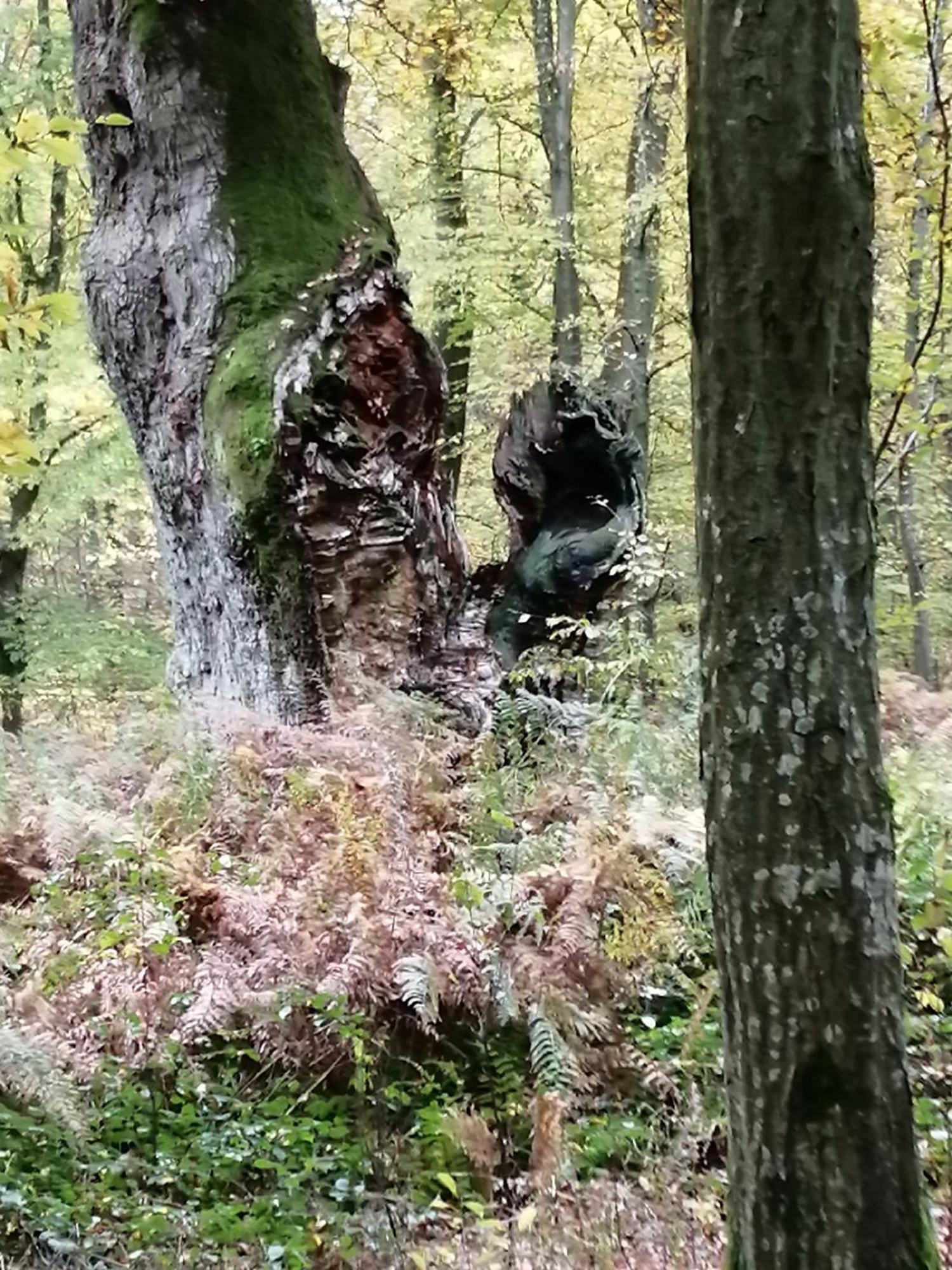 Ma Gentilhommiere Croutoy Exterior foto